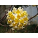 EDGEWORTHIA papierodajna kwitnie zimą - sadzonki 60 / 80 cm
